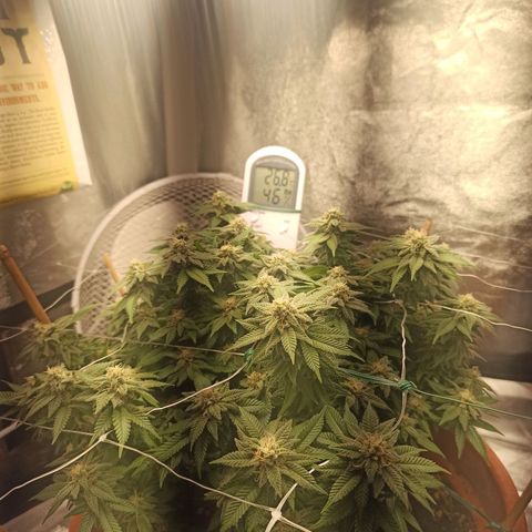 Sweet ZZ growlog timeline photo