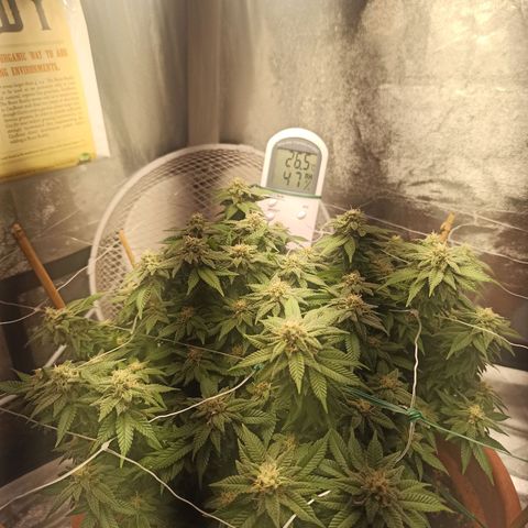 Sweet ZZ growlog timeline photo