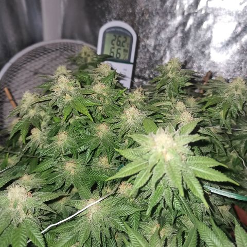 Sweet ZZ growlog timeline photo