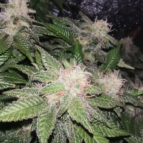 Sweet ZZ growlog timeline photo