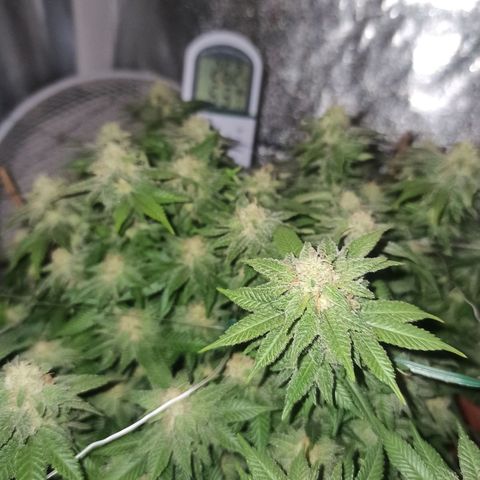Sweet ZZ growlog timeline photo