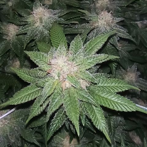 Sweet ZZ growlog timeline photo