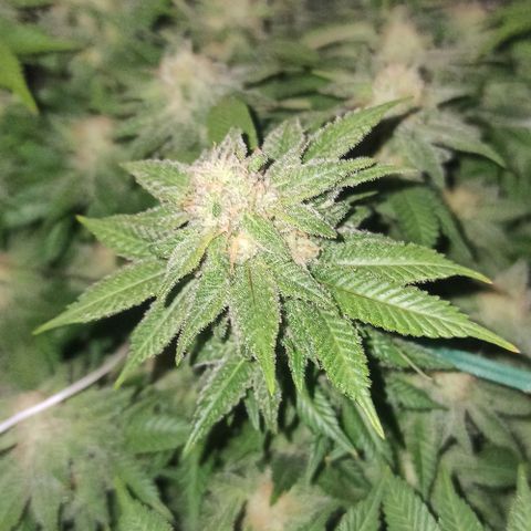 Sweet ZZ growlog timeline photo