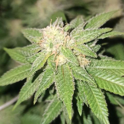 Sweet ZZ growlog timeline photo