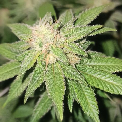 Sweet ZZ growlog timeline photo