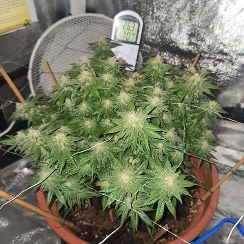 Sweet ZZ growlog timeline photo