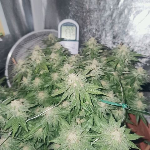 Sweet ZZ growlog timeline photo