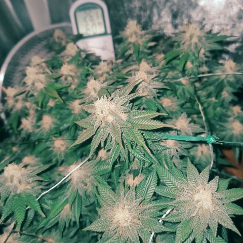 Sweet ZZ growlog timeline photo