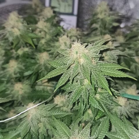 Sweet ZZ growlog timeline photo