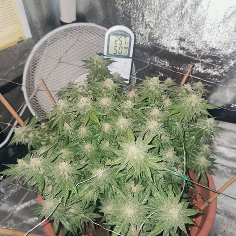 Sweet ZZ growlog timeline photo