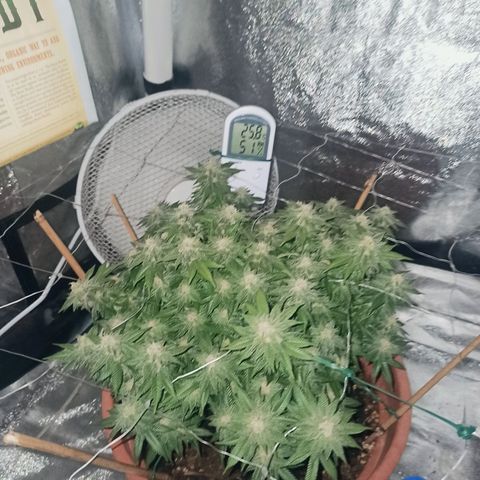 Sweet ZZ growlog timeline photo