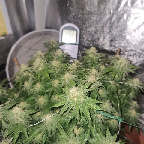 Sweet ZZ growlog timeline photo