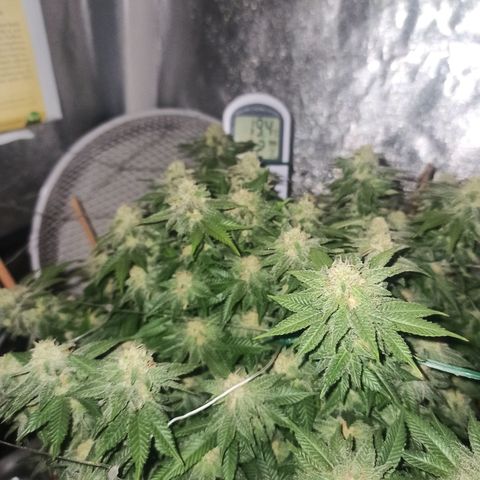 Sweet ZZ growlog timeline photo