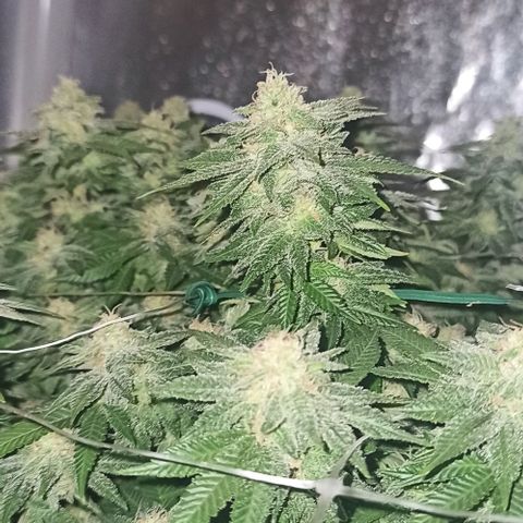 Sweet ZZ growlog timeline photo