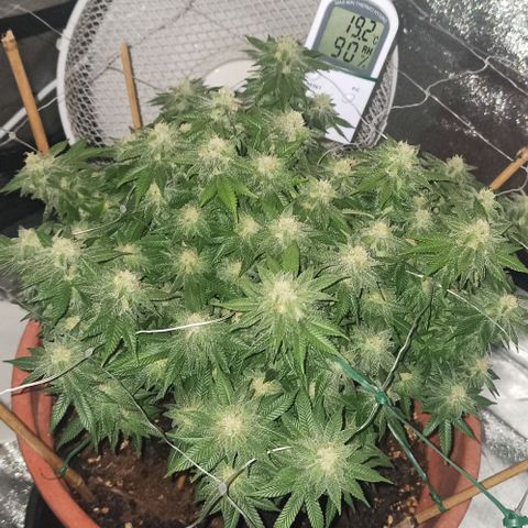 Sweet ZZ growlog timeline photo