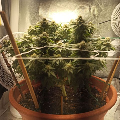 Sweet ZZ growlog timeline photo