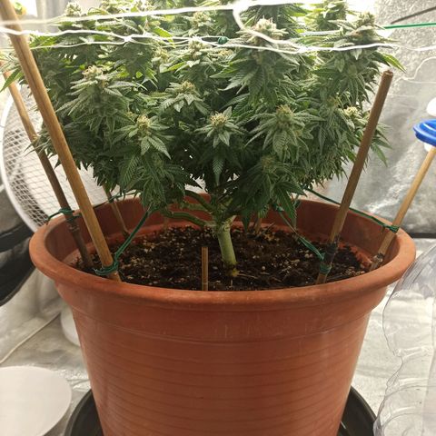 Sweet ZZ growlog timeline photo