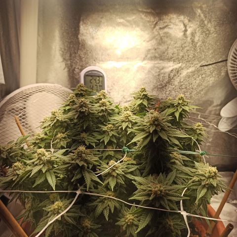 Sweet ZZ growlog timeline photo