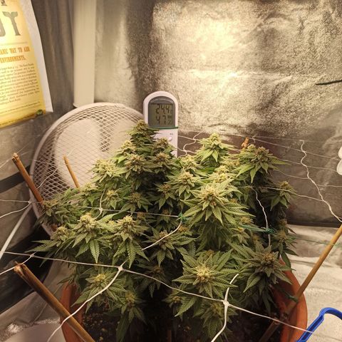 Sweet ZZ growlog timeline photo