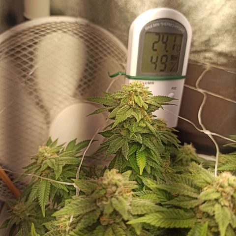 Sweet ZZ growlog timeline photo