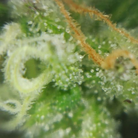 Sweet ZZ growlog photo: Instalação da nova luz lumatek Attis 300w pro e primeiras imagens a nível microscópico, ainda precisa de algum tempo