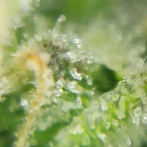 Sweet ZZ growlog photo: Instalação da nova luz lumatek Attis 300w pro e primeiras imagens a nível microscópico, ainda precisa de algum tempo