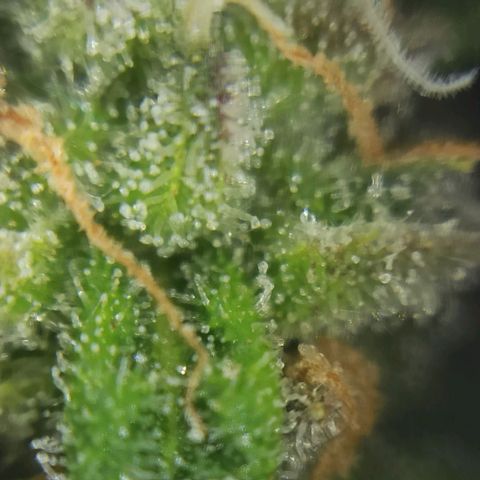 Sweet ZZ growlog photo: Instalação da nova luz lumatek Attis 300w pro e primeiras imagens a nível microscópico, ainda precisa de algum tempo