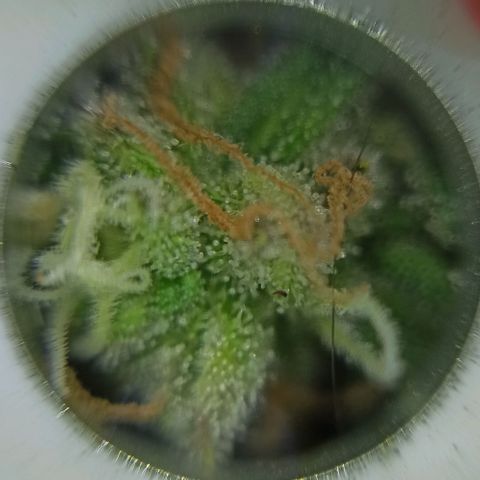 Sweet ZZ growlog photo: Instalação da nova luz lumatek Attis 300w pro e primeiras imagens a nível microscópico, ainda precisa de algum tempo