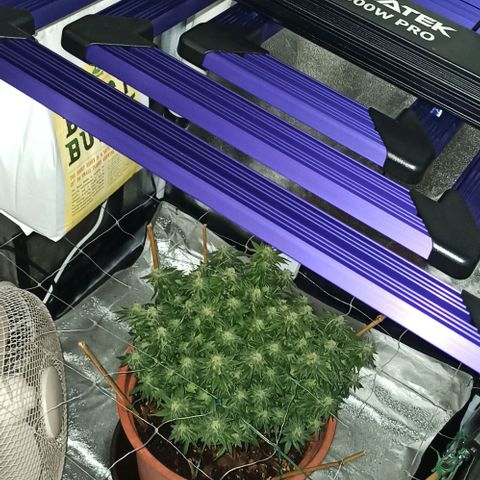 Sweet ZZ growlog photo: Instalação da nova luz lumatek Attis 300w pro e primeiras imagens a nível microscópico, ainda precisa de algum tempo