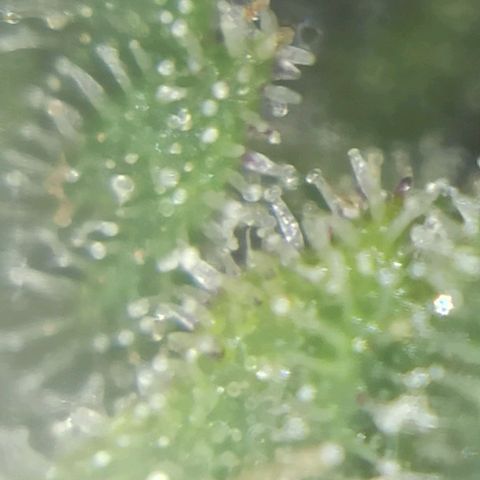 Sweet ZZ growlog photo: Instalação da nova luz lumatek Attis 300w pro e primeiras imagens a nível microscópico, ainda precisa de algum tempo