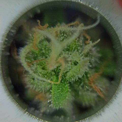 Sweet ZZ growlog photo: Instalação da nova luz lumatek Attis 300w pro e primeiras imagens a nível microscópico, ainda precisa de algum tempo