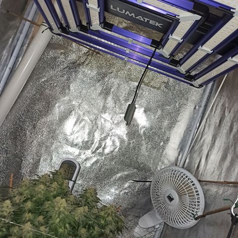 Sweet ZZ growlog photo: Instalação da nova luz lumatek Attis 300w pro e primeiras imagens a nível microscópico, ainda precisa de algum tempo