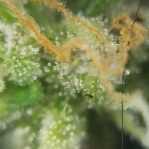 Sweet ZZ growlog photo: Instalação da nova luz lumatek Attis 300w pro e primeiras imagens a nível microscópico, ainda precisa de algum tempo