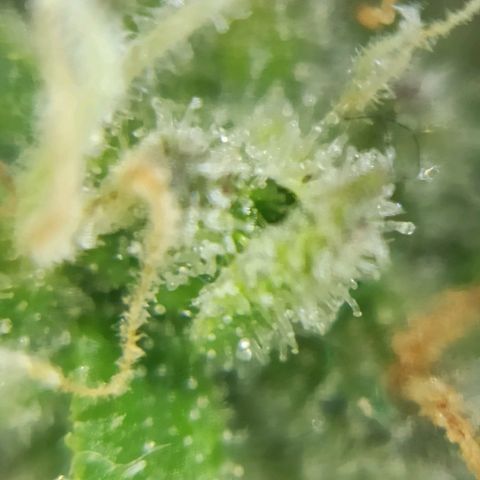 Sweet ZZ growlog photo: Instalação da nova luz lumatek Attis 300w pro e primeiras imagens a nível microscópico, ainda precisa de algum tempo