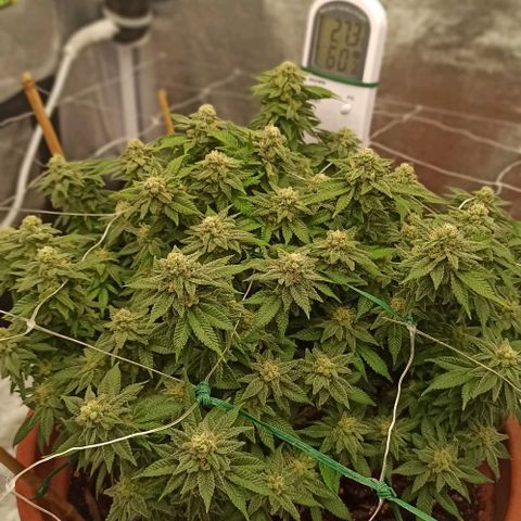 Sweet ZZ growlog photo: 3h com a nova luz a 30cm do topo da planta