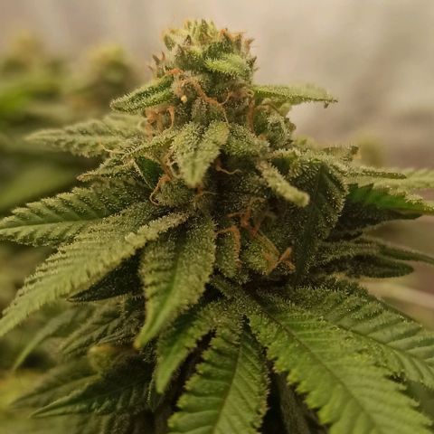 Sweet ZZ growlog photo: Remoção de algumas folhas que estavam a tapar algumas flores