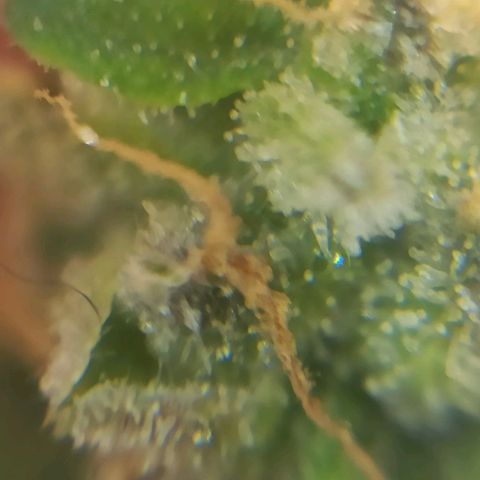 Sweet ZZ growlog photo: Remoção de algumas folhas que estavam a tapar algumas flores