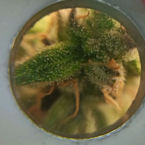 Sweet ZZ growlog photo: Remoção de algumas folhas que estavam a tapar algumas flores