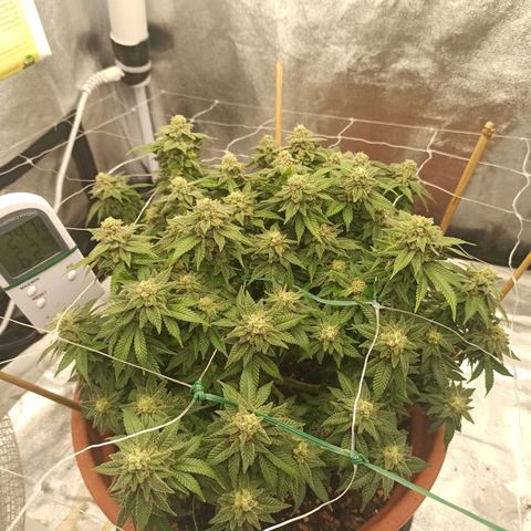 Sweet ZZ growlog photo: Remoção de algumas folhas que estavam a tapar algumas flores