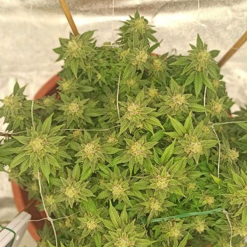 Sweet ZZ growlog photo: Remoção de algumas folhas que estavam a tapar algumas flores