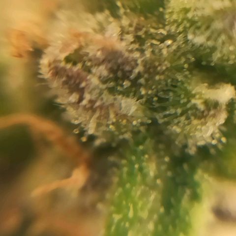 Sweet ZZ growlog photo: Remoção de algumas folhas que estavam a tapar algumas flores