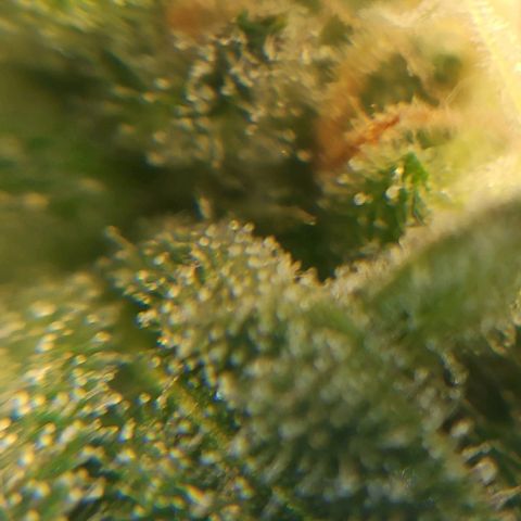 Sweet ZZ growlog photo: Remoção de algumas folhas que estavam a tapar algumas flores