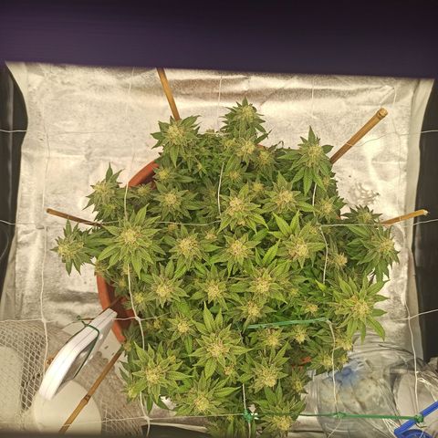 Sweet ZZ growlog photo: Remoção de algumas folhas que estavam a tapar algumas flores