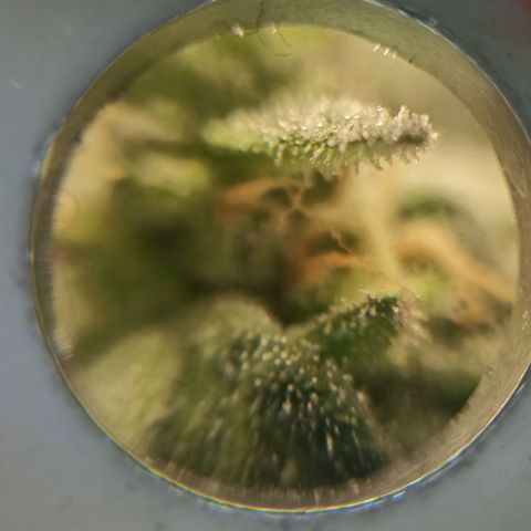 Sweet ZZ growlog photo: Remoção de algumas folhas que estavam a tapar algumas flores