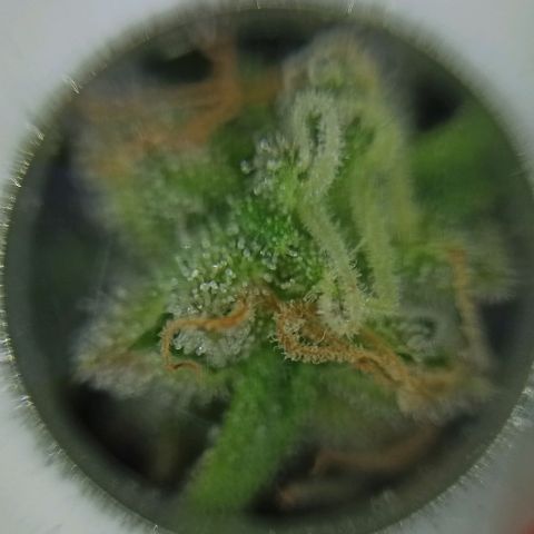 Sweet ZZ growlog timeline photo