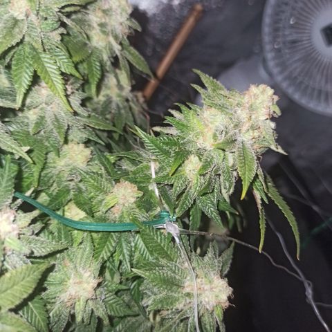 Sweet ZZ growlog timeline photo