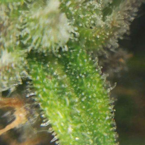 Sweet ZZ growlog timeline photo