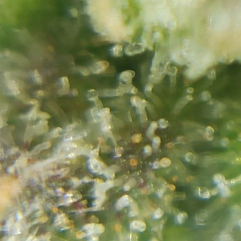 Sweet ZZ growlog timeline photo