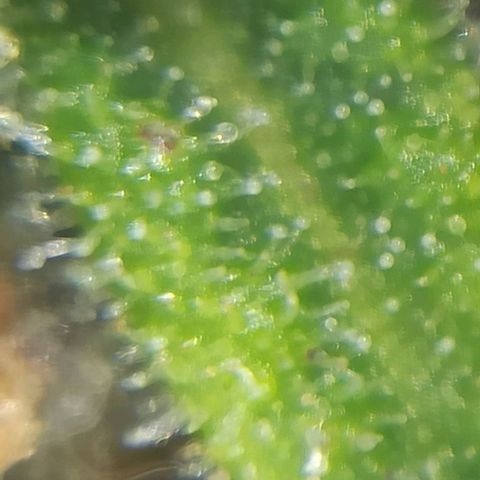 Sweet ZZ growlog timeline photo