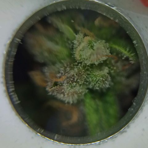 Sweet ZZ growlog timeline photo